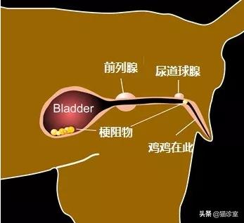 猫膀胱炎吃什么药最见效,猫膀胱炎多喝水能自愈吗