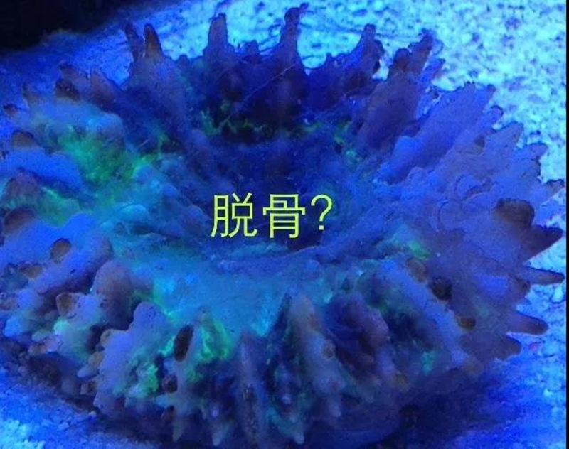 珊瑚缸正确养殖方法,珊瑚缸要怎么维持好水质