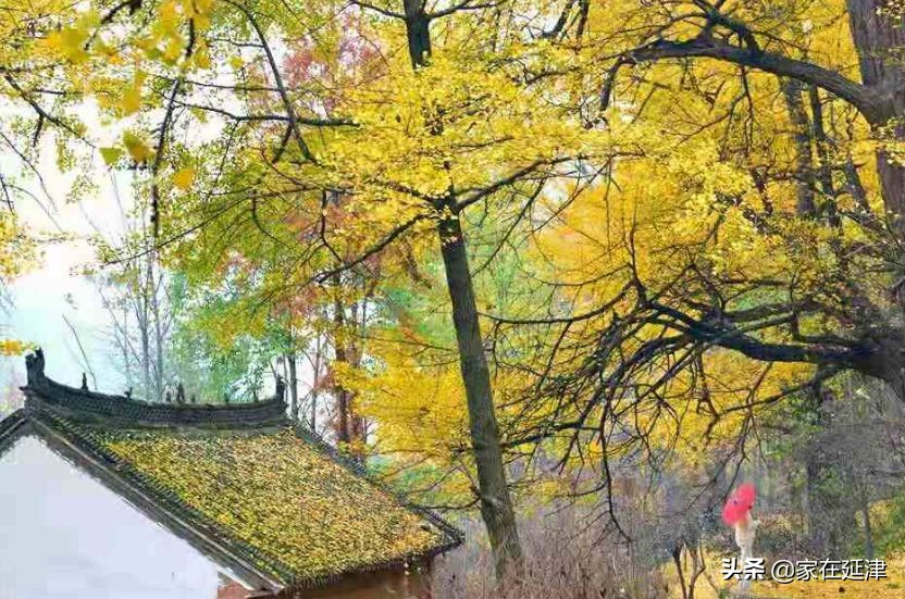 故事：延津故事：菊花泪