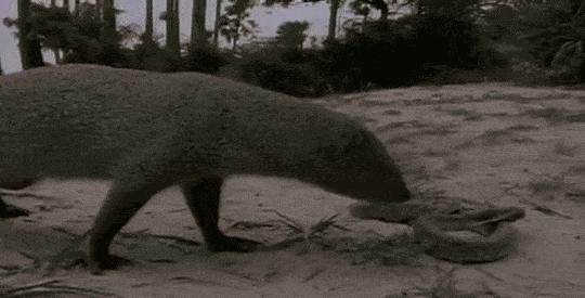 平头哥蜜獾照片,蜜獾平头哥动物科普