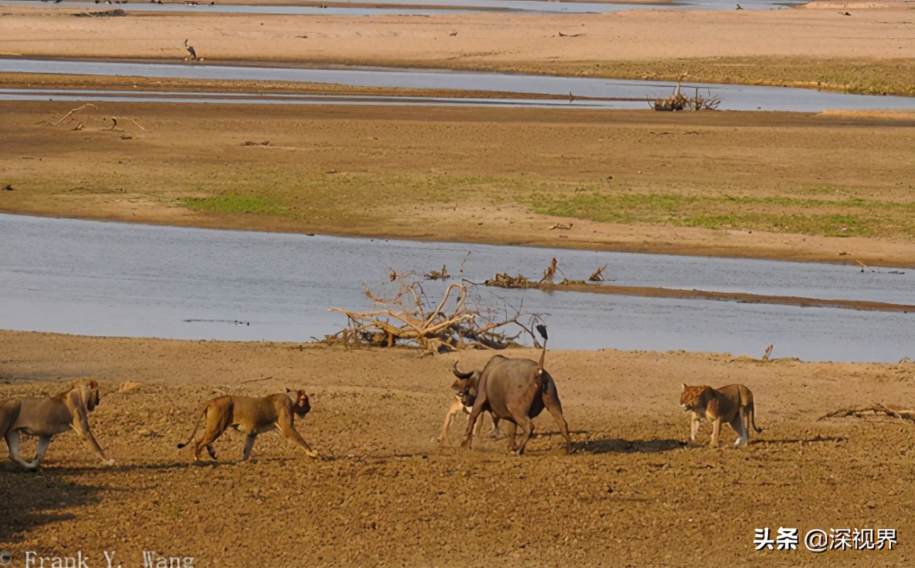 老虎狮子为什么老虎是森林之王,到底是狮子更厉害还是老虎更厉害