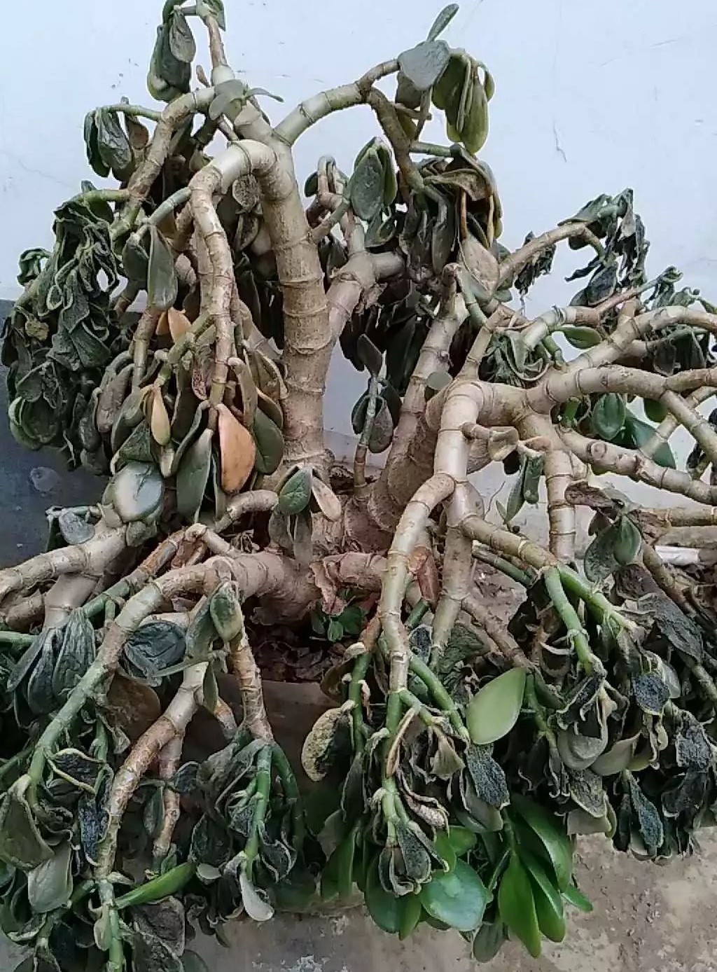 22种花耐旱耐热,天冷种花要注意什么