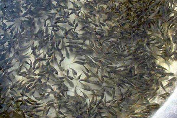 养殖泥鳅的技术中国哪里最好,现在养殖泥鳅前景如何