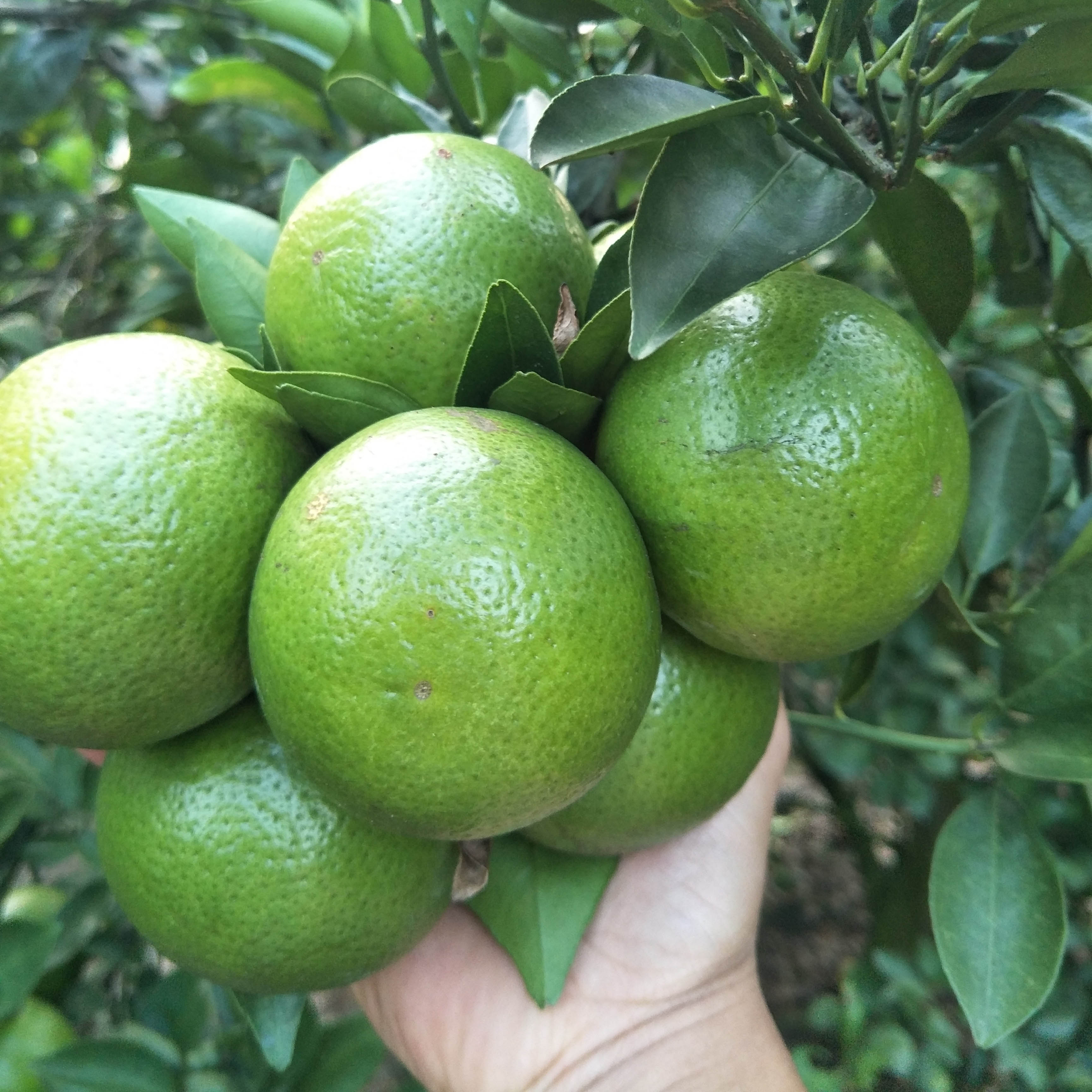 皇帝柑口感最好的时间,新鲜的皇帝柑是怎样的