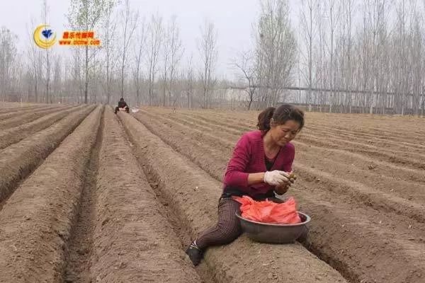 种姜怎么种产量更高,春耕进行时农村种姜