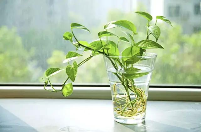 小学生日记100篇一年级,小学生日记20篇范文