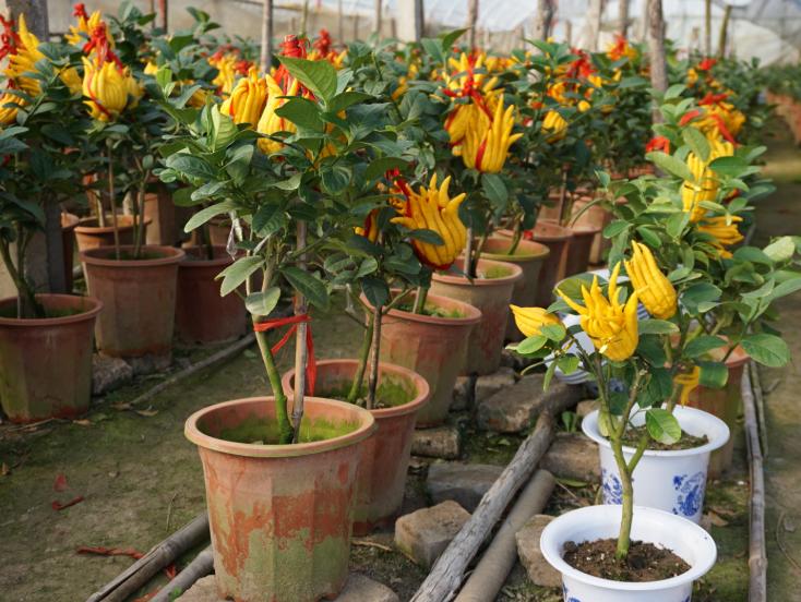 既能观果又能吃的盆栽,喜阴观果盆栽