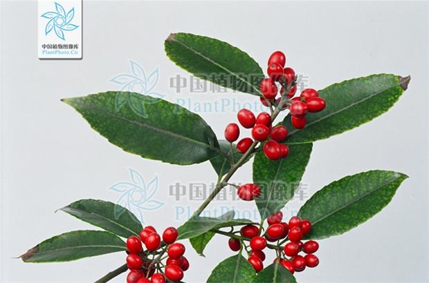 种圣诞树教程,种圣诞树