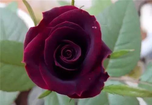 最漂亮10种微型月季,新手必入这8种月季漂亮好养