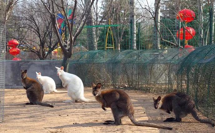 潍坊金宝乐园好去处,潍坊金宝乐园里面都是有啥