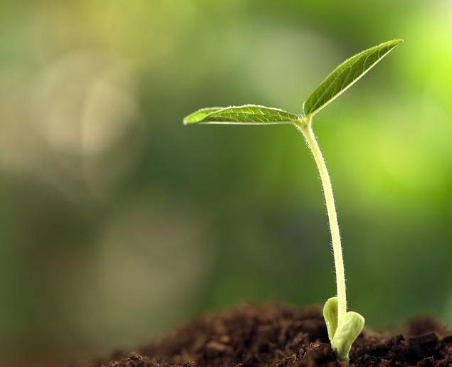 戊唑嘧菌酯农药,农药戊唑嘧菌酯治什么病害
