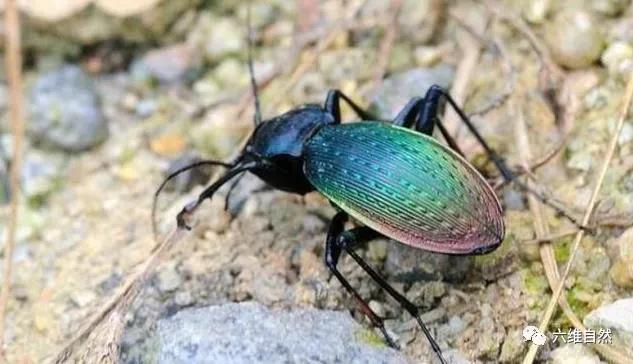 幼儿认识昆虫天牛益虫还是害虫,全身黑色跟天牛相似的昆虫
