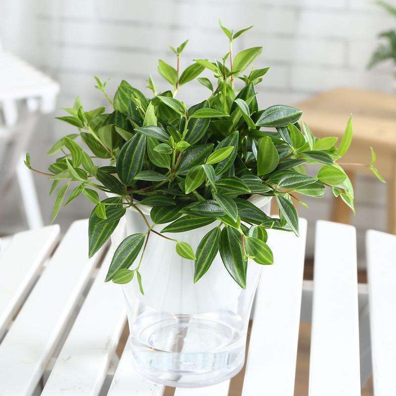 好养的吊兰品种及图片,最好养好看的前十品种吊兰