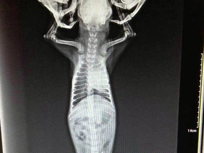 狗狗被蚊子叮咬后什么样子,狗狗被蚊虫叮咬之后怎么处理