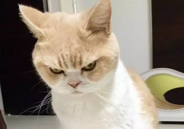 猫咪没有大姨妈,猫咪没有大姨妈吗