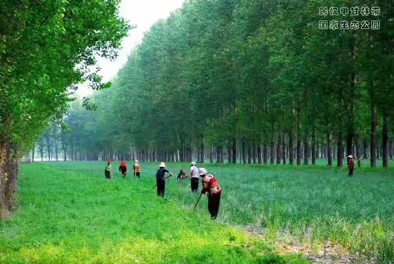 「国土文苑」黄河故道种树人