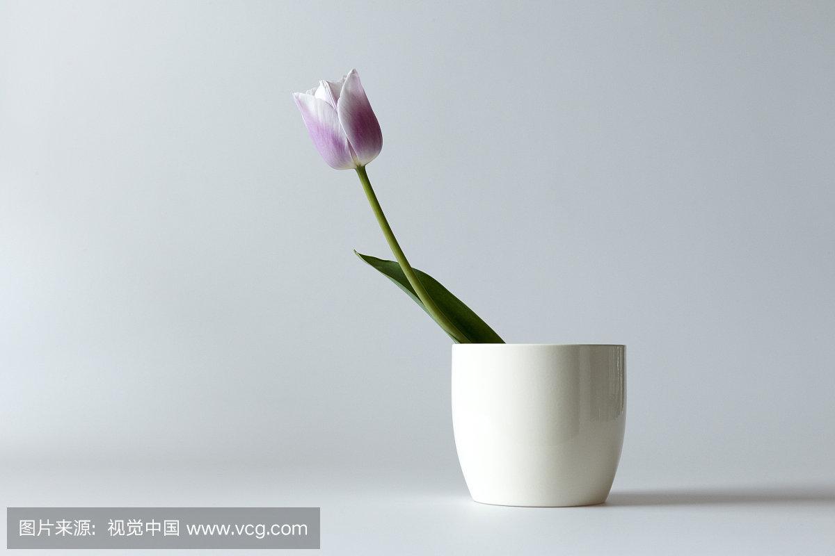 用郁金香表白语录,关于郁金香表白的浪漫句子