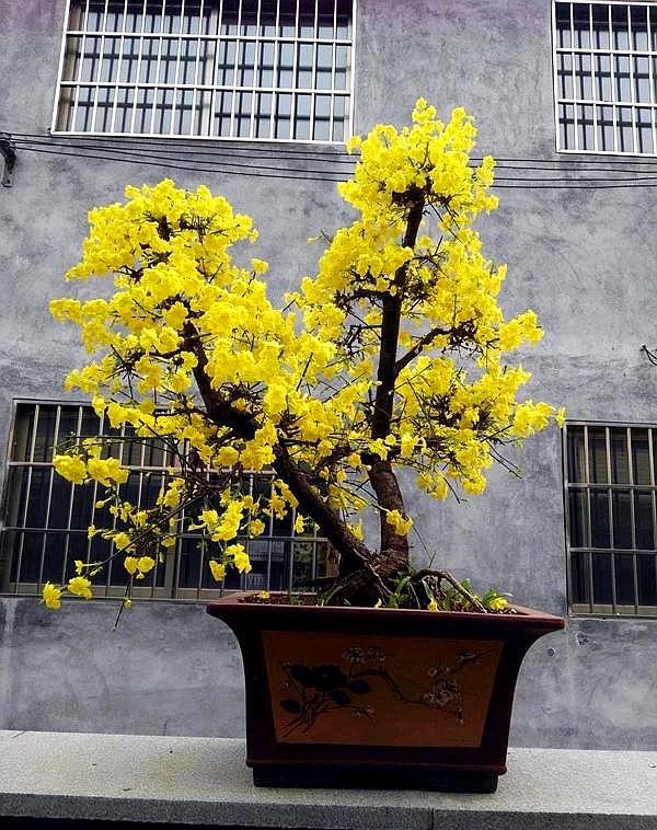 怎样养迎春花开花时间长,迎春花开花前修剪还是开花后修剪