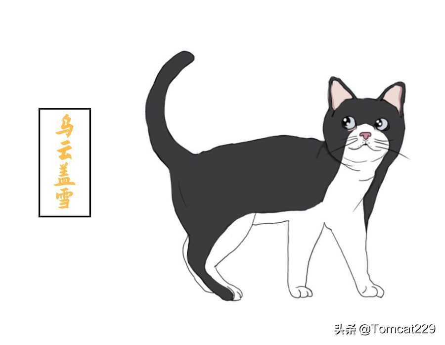 古代是如何给猫咪取名字的,古人给猫取名字