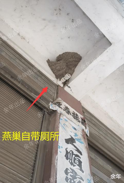 稀奇！河南一家嫌脏两次捣毁燕巢，第3次燕子筑巢自带“小厕所”