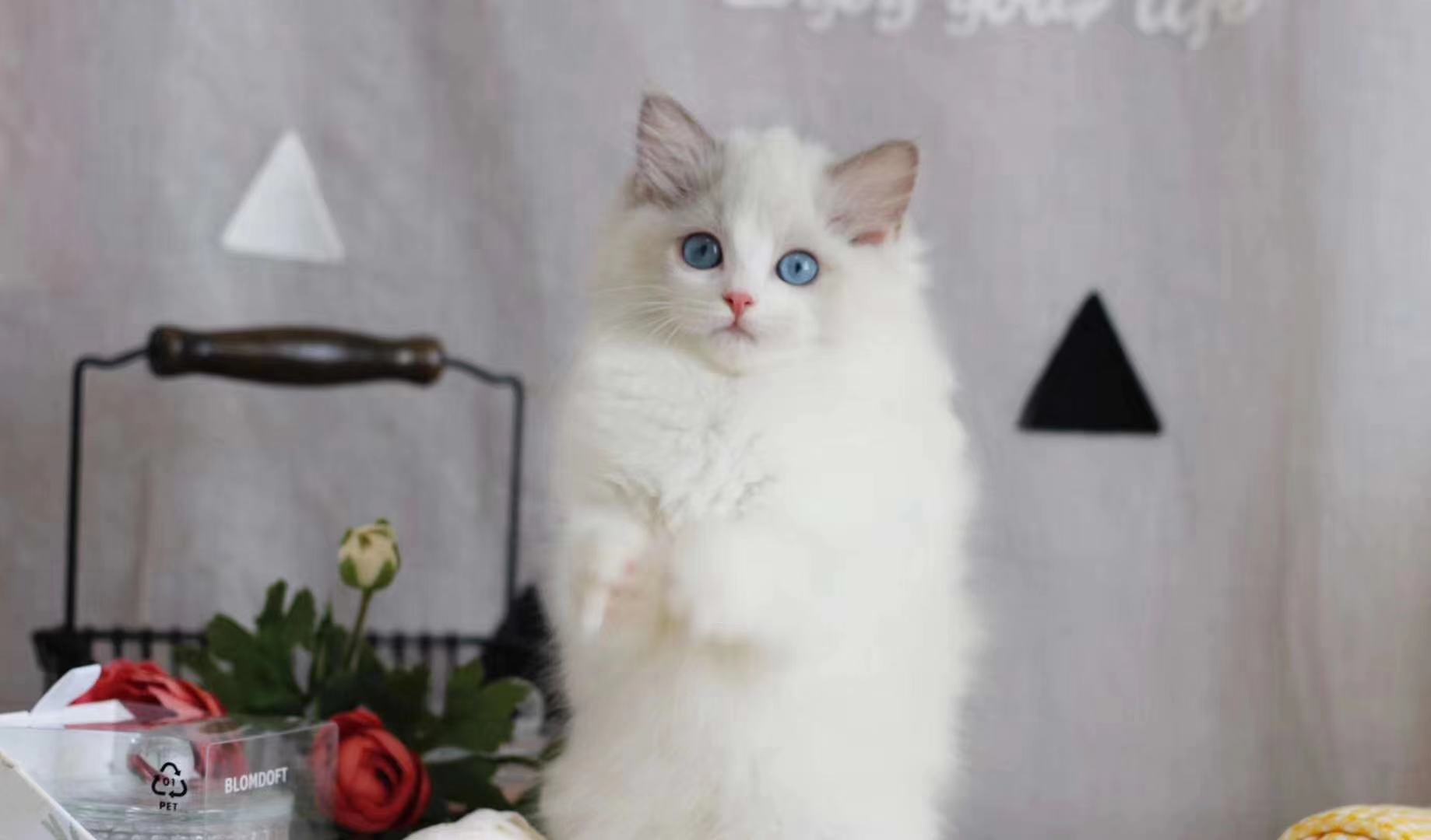 养猫需谨慎领养,养猫请慎重