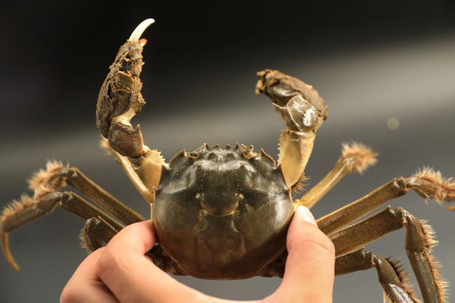 大闸蟹挑选小技巧和方法,大闸蟹怎么挑选最肥的