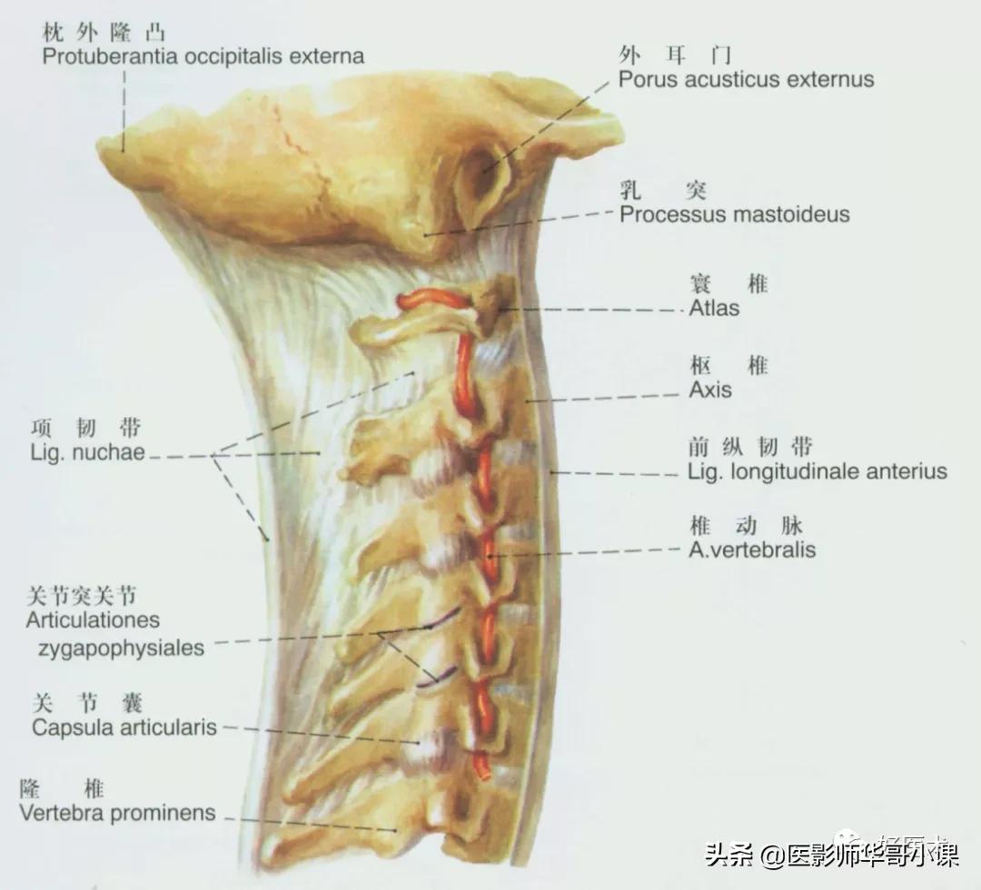 韧带解剖解说视频,韧带解剖图大全书