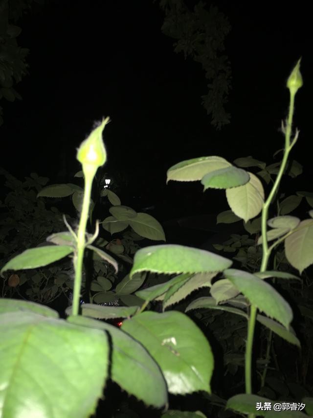 中医治白血病有多少成功案例,白血病治愈老中医