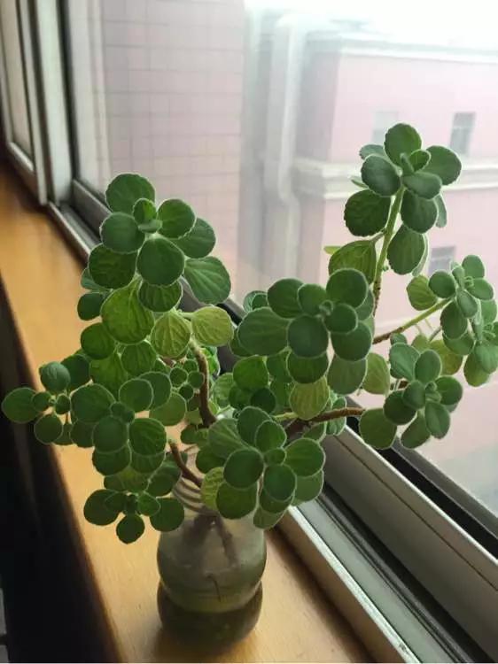 塑料瓶绑在月季上能生根吗视频,水扦插适应哪些花卉