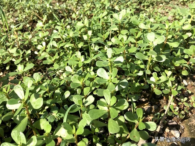 农村菜地里一种野菜酸酸甜甜的,农村常见能吃的野草和做法