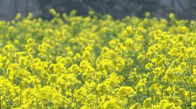 关于春天的古诗词美篇,让人惊艳的春天古诗词