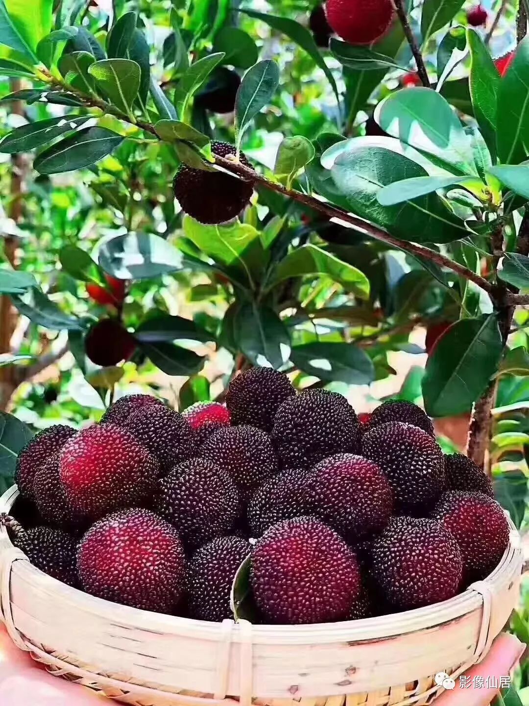 过了杨梅季节杨梅汁就可以洗掉了,吃杨梅应该用什么方法洗干净