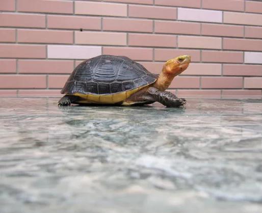 陆地乌龟品种大全世界十大名龟,乌龟种类里什么龟又便宜又漂亮