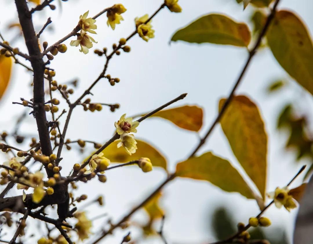 南京腊梅最佳观赏时间,南京赏梅花景点推荐