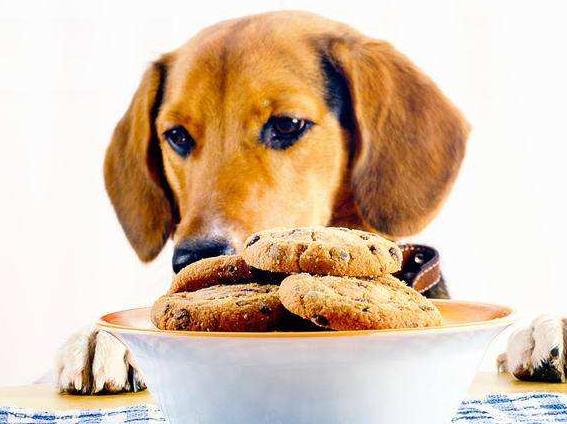 狗狗出现哪6种现象就得了狂犬,狗狗生病的六种表现是什么