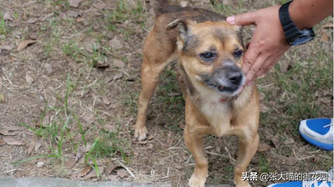 主人因新冠疫情离世,狗狗苦守医院3个多月!堪称现实版忠犬八公