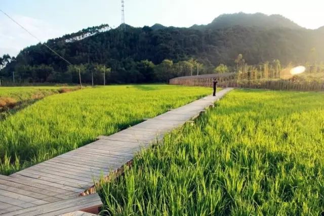 广州增城区宛若故里稻田里民宿,清远稻田田野民宿