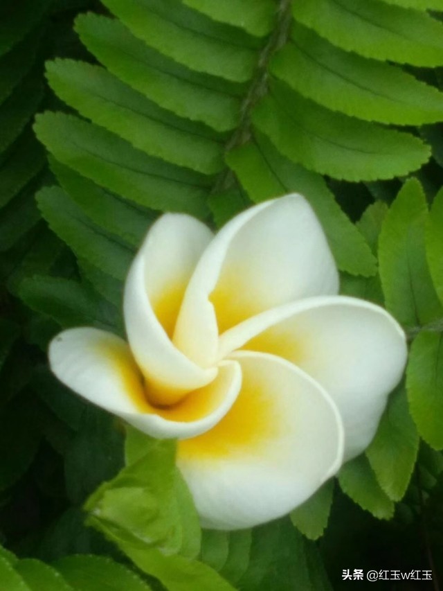 抗疫最新诗词绝句五言八句,抗疫诗词七绝十二句