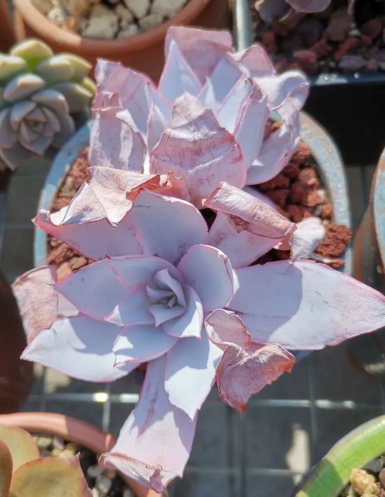 养多肉植物修身养性,多肉的习性和日常养护方法