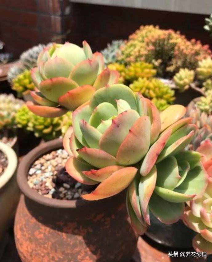 公共楼顶养多肉怎么防盗,多肉放楼顶会不会夏天晒死