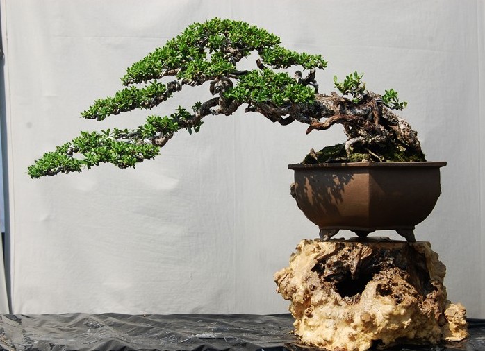 养花盆景的制作,如何制作观赏盆景教程