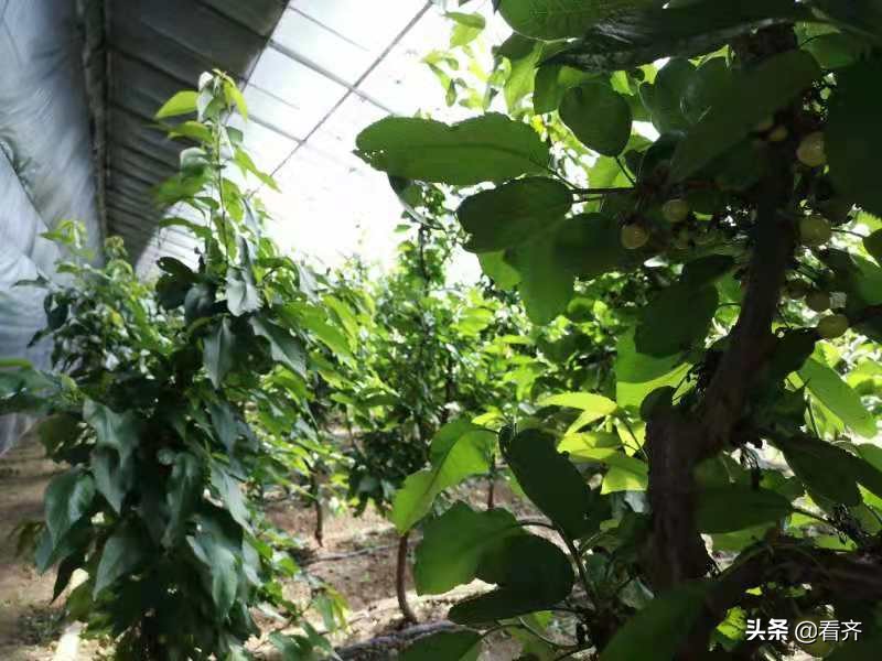 齐市红星村的“领头雁”宋化祥：只要挣钱咱就试！