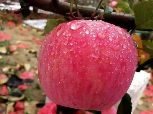 怎么能买到正宗的洛川苹果,教你挑苹果