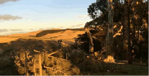 在新西兰吃过的美食,新西兰美食100种