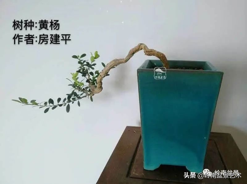 广东的盆景有哪些,适合广东玩的盆景