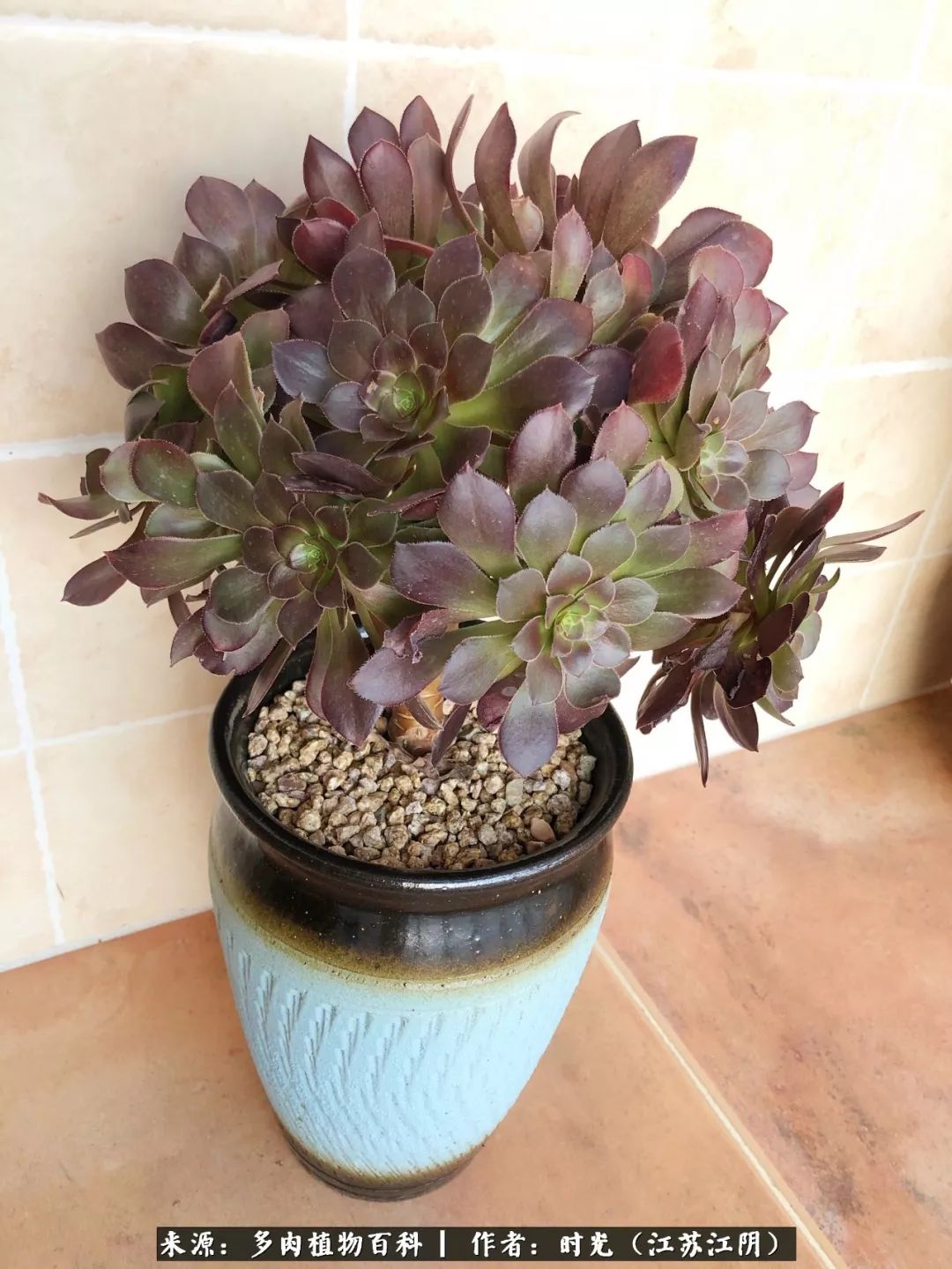 养多肉的人都有一颗善良的心,养多肉植物的人有什么特点