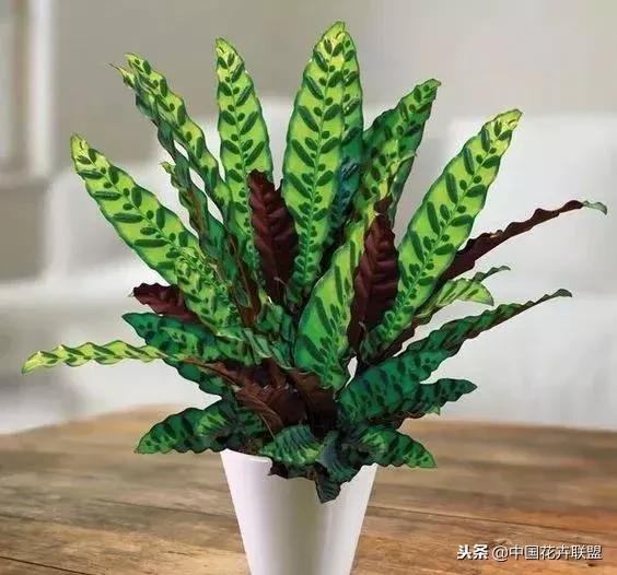 打翻了调色盘的花,打翻了调色盘的美景