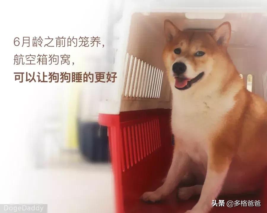 下一个狗年要等几年,下一个狗年还有多少年