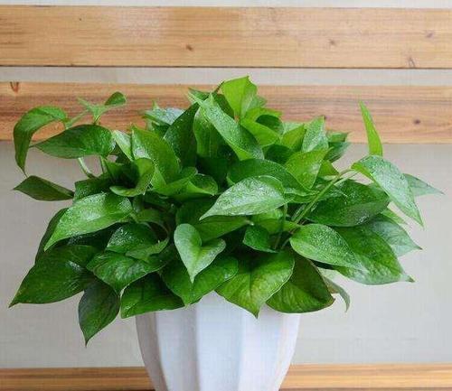 绿萝发黄发蔫不精神怎么办,绿萝叶片发黄怎么处理视频