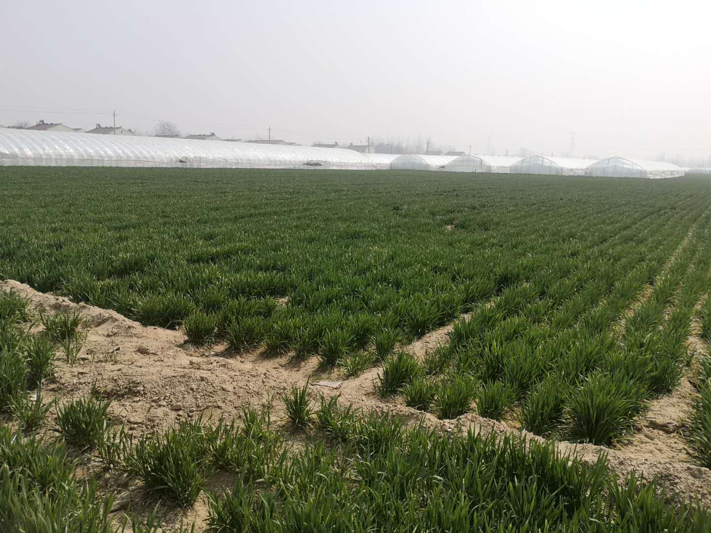 小麦播种过多怎么处理,小麦长势差还需要控旺吗